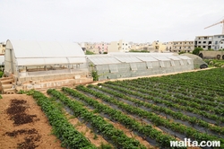 St Andrew's farm in Swieqi