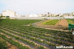 The St Andrew's Farm in Swieqi