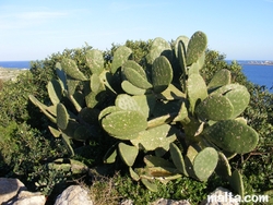 Weather and Climate - hot and dry