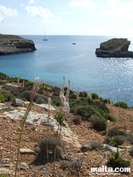 Flowers of Comino and the sea