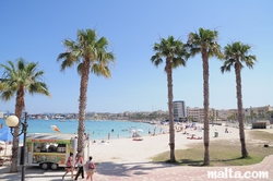 palm trees in pretty bay