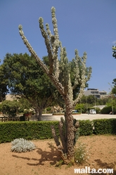 Big Cactus in the Argotti Botanical park in Floriana