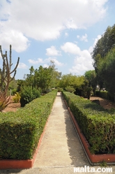 Green path inside the Argotti Botanical park in Floriana