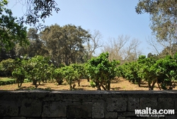 Citrus fruit cultivation