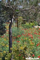 Flower field in Buskett Gardens