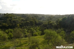 Green forest of Busketts