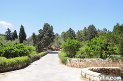 Inside the Buskett Gardens