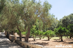 Olive and orange trees inside the Buskett Gardens