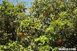 Orange Trees in Buskett Garden