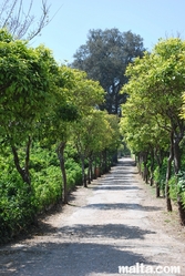 Orange trees path