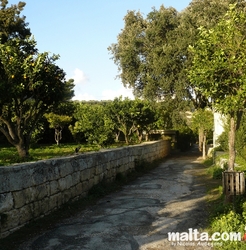 Path and orange trees in Buskett gardens