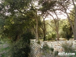 Stone path in busketts