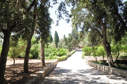 Trees and path in the Buskett Gardens