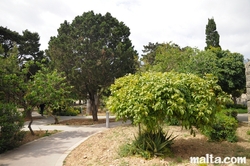 Path and trees in the Howard Gardens In Rabat