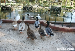 ducks at the St. Anton Gardens Attard