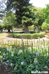 flowers in bloom at the St. Anton Gardens Attard