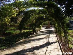 ivy arches at the St. Anton Gardens Attard