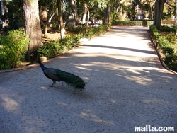 peakock at the St. Anton Gardens Attard