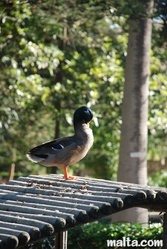 poser duck at the St. Anton Gardens Attard