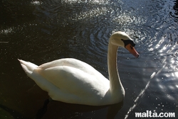 swan at the St. Anton Gardens Attard