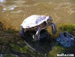 turtle at the St. Anton Gardens Attard