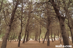 conifer trees at Ta´Qali National Park