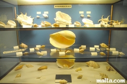 big shells at the National Museum of Natural History