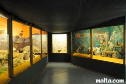 corridor at the National Museum of Natural History