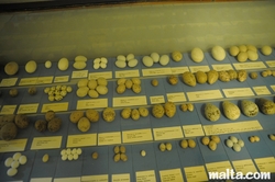 eggs at the National Museum of Natural History