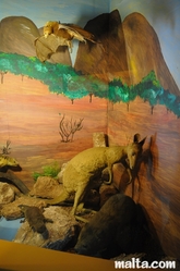 kangaroo at the National Museum of Natural History