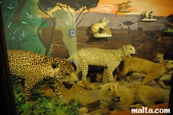 leopards at the National Museum of Natural History