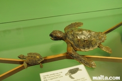 loggerhead turtles at the National Museum of Natural History