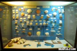 shells at the National Museum of Natural History