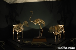skeletons at the National Museum of Natural History