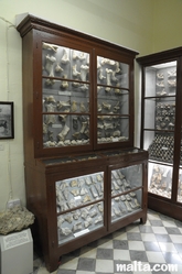 Collection of various bones shown in the Ghar Dalam Cave's Museum of Birzebbuga