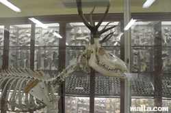 Deer skeleton shown in the Ghar Dalam Cave's Museum of Birzebbuga