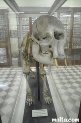 Front of a dwarf Elefant's skeleton in the Ghar Dalam Cave in Birzebbuga