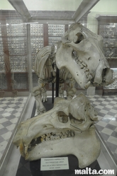 Hippopotamus skeleton in the Ghar Dalam Cave's Museum' in Birzebbuga