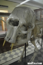 Skull of a Dwarf Elefant in the Ghar Dalam Cave museum in Birzebbuga