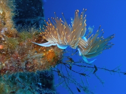 Nudibranch at the Gozo Aqua Sports Nudibranch at the Gozo Aqua Sports