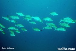 Fish seen around Alex Cave