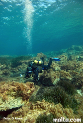 Comino diving