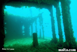 Fish around the HMS Maori in Valletta