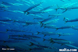 Fish at Reqqa Point