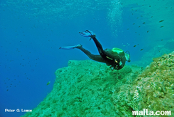 Diver exploring Qawra reef Diver exploring Qawra reef