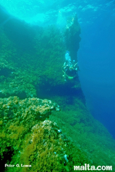 Exploring Qawra reef Exploring Qawra reef