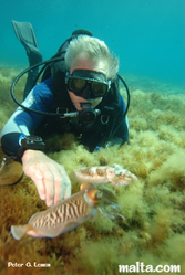 Exploring the marine life and sea bed of Qawra reef Exploring the marine life and sea bed of Qawra reef