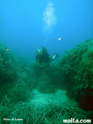 Sea bed and marine life of Qawra reef Sea bed and marine life of Qawra reef