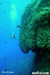 Sugar loaf diving