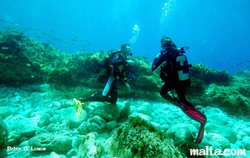 Divers at Ghar Lapsi